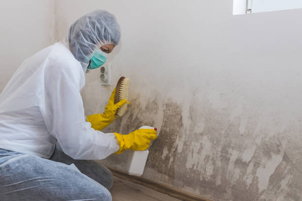 Why You Should Choose Our Mold Remediation Services in Marshall, WI