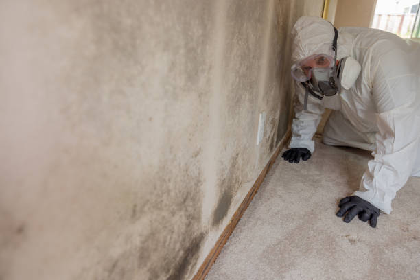 Biohazard Mold Removal in Marshall, WI